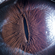 Illustration for article titled These Macro Shots of Animal Eyes Are Beautifully Striking